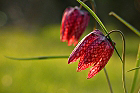 Cliquez ici pour voir l'image (fritillaire_238.jpg)