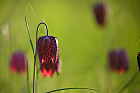 Cliquez ici pour voir l'image (fritillaire_239.jpg)