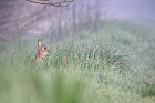 Cliquez ici pour voir l'image (lapin_075.jpg)