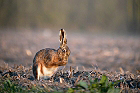 Cliquez ici pour voir l'image (lievre_074.jpg)