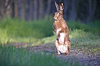 Cliquez ici pour voir l'image (lievre_077.JPG)