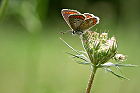 Cliquez ici pour voir l'image (papillon_280.jpg)