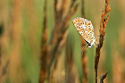 Cliquez ici pour voir l'image (papillon_281.jpg)