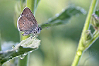 Cliquez ici pour voir l'image (papillon_282.jpg)