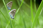 Cliquez ici pour voir l'image (papillon_283.jpg)