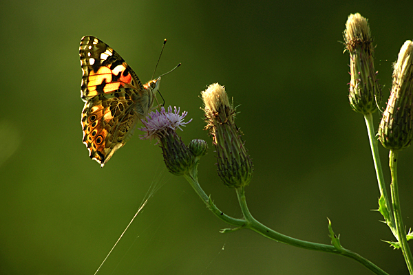 papillon 284