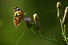Cliquez ici pour voir l'image (papillon_284.jpg)