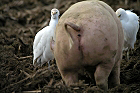 Cliquez ici pour voir l'image (pasto_024.JPG)