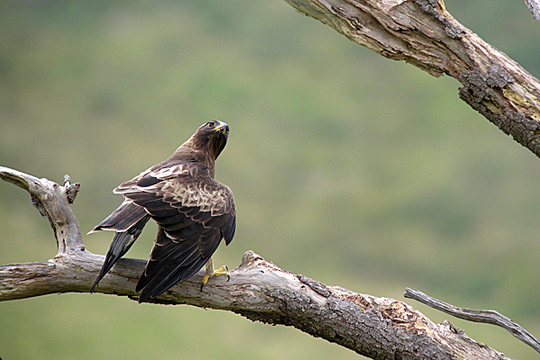 aigle 11