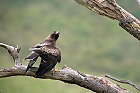 Cliquez ici pour voir l'image (aigle_11.jpg)
