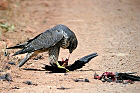 Cliquez ici pour voir l'image (faucon_1036.JPG)