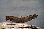 Cliquez ici pour voir l'image (vautour_78.JPG)