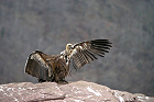 Cliquez ici pour voir l'image (vautour_79.JPG)
