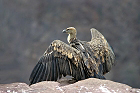 Cliquez ici pour voir l'image (vautour_80.JPG)