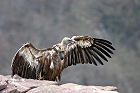 Cliquez ici pour voir l'image (vautour_81.JPG)