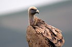 Cliquez ici pour voir l'image (vautour_82.JPG)