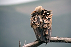 Cliquez ici pour voir l'image (vautour_83.JPG)