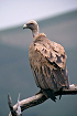 Cliquez ici pour voir l'image (vautour_84.JPG)
