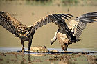 Cliquez ici pour voir l'image (vautour_85.JPG)