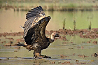 Cliquez ici pour voir l'image (vautour_86.JPG)
