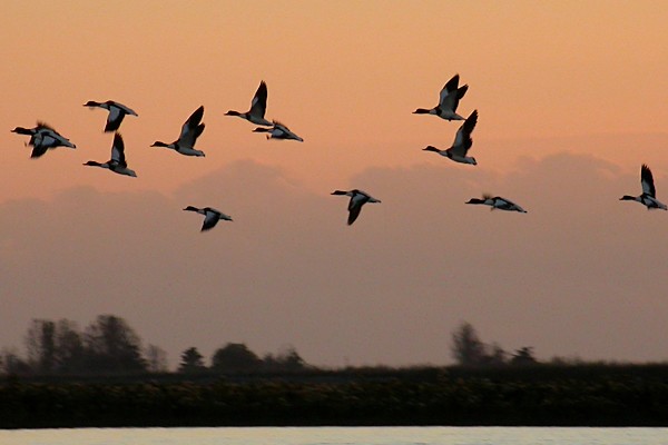 baie 618