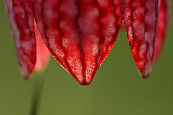 Fritillaire pintade (Fritillaria meleagris)