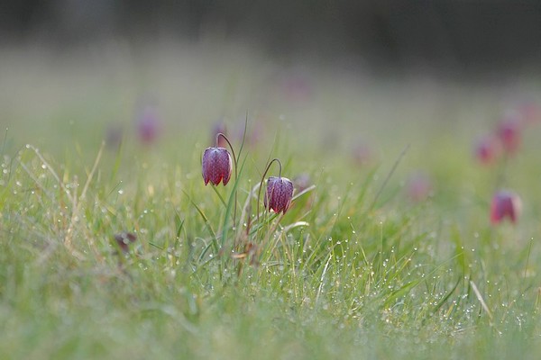 Fritillaire pintade (Fritillaria meleagris)