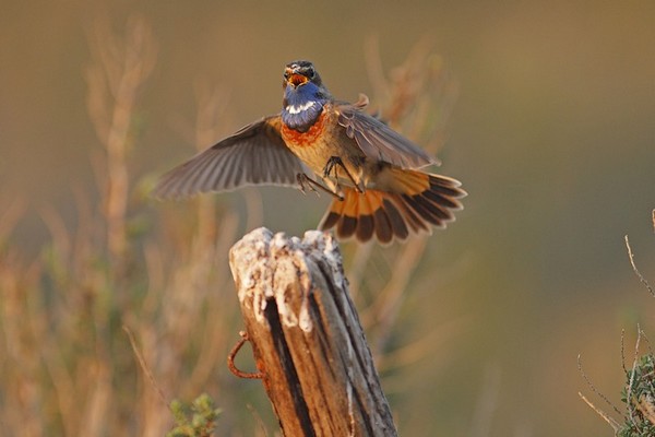 Gorgebleue &agrave; miroir ( Luscinia svecica )