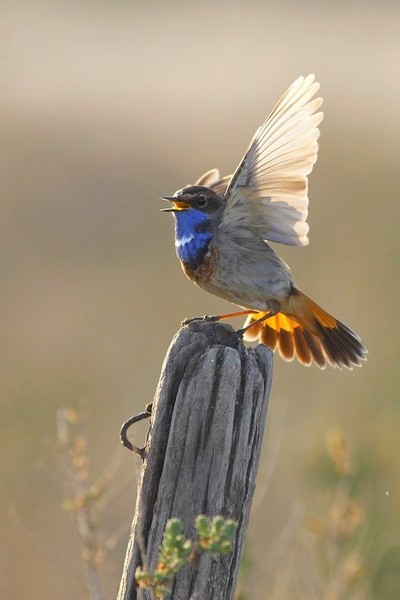 Gorgebleue &agrave; miroir ( Luscinia svecica ) 