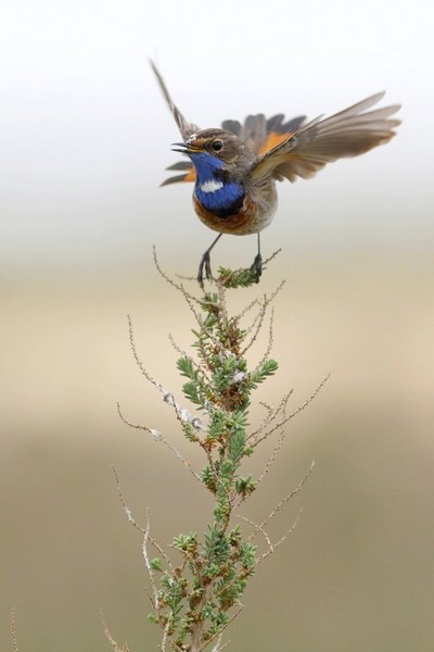 Gorgebleue &agrave; miroir ( Luscinia svecica ) 