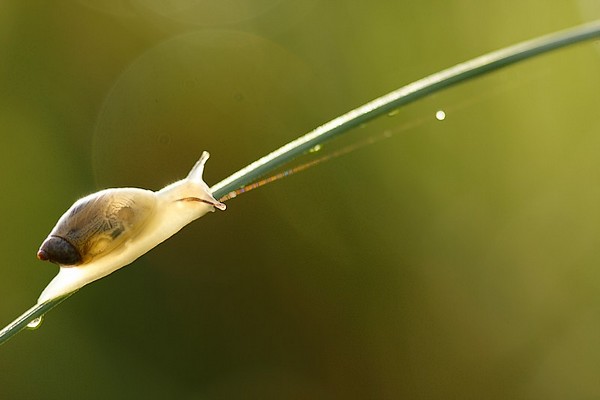 Cliquez ici pour voir l'image 