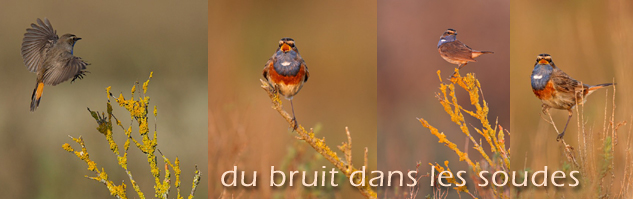 Cliquez ici pour voir l'image 